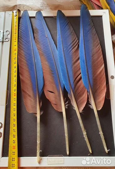 Перья птиц