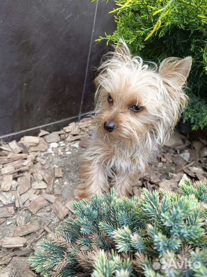 Йорк девочка