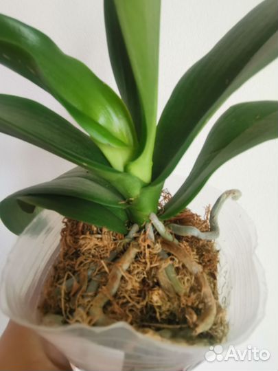 Ароматные Кантри, Ламбада, Любовное зелье