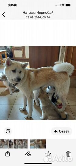 Щенки акита ину