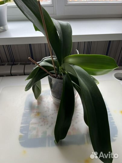 Орхидея фаленопсис