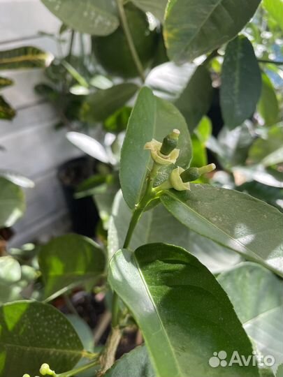 Лимон пандероза