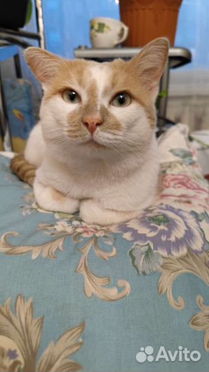 Кот молодой ласковый