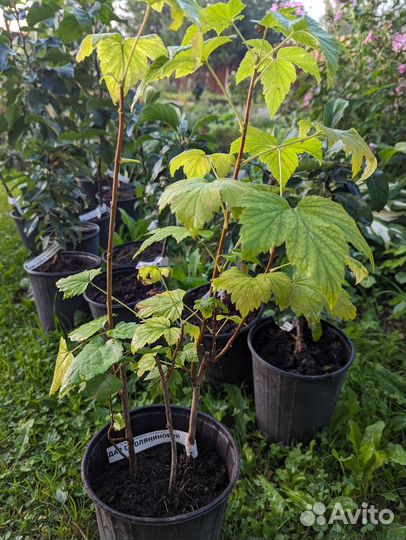 Чёрная смородина Дар Смоляниновой, Ядрёная