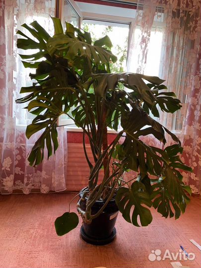 Монстера с керамическим кашпо