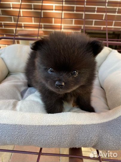 Померанский шпиц