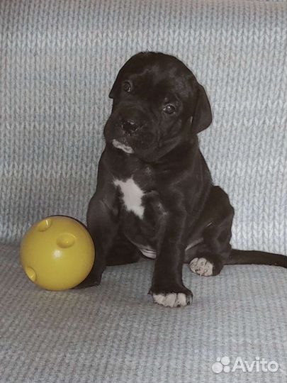 Девчули Кане Корсо