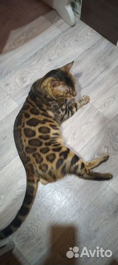 Бенгальский кот вязка