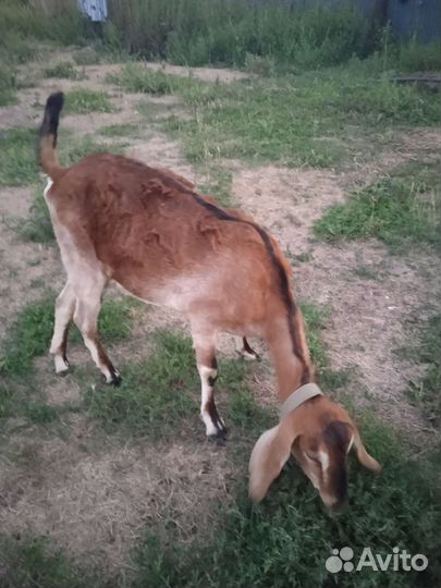 Дойные нубийские козы и зааненка