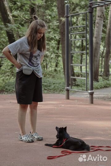 Услуги кинолога, дрессировка, выгул, передержка