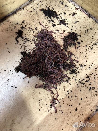 Черви дендробена