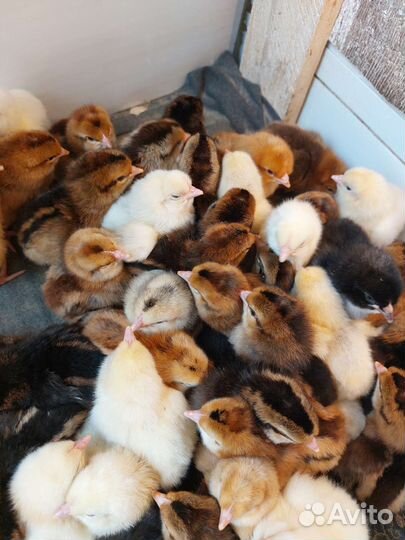 Цыплята несушки, бройлеры, перепела