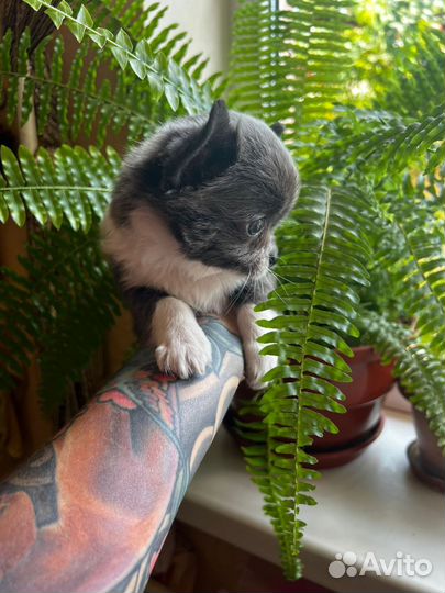 Щенки чихуахуа