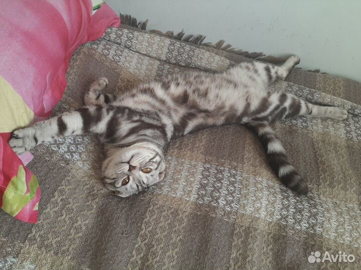 Шотландский кот вязка