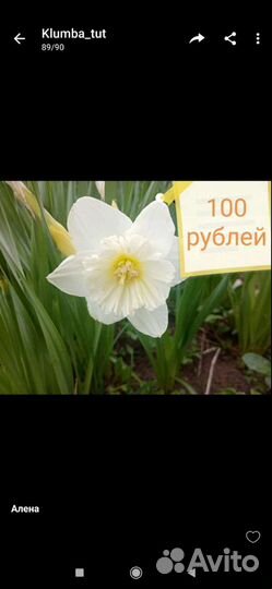 Подснежник. Мускари. Нарциссы