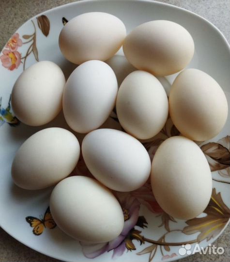 Утиные домашние яйца