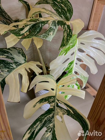 Монстера Альба