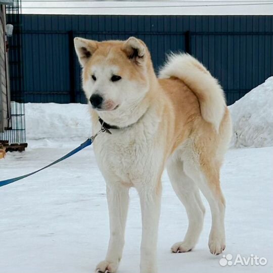 Акита девочка
