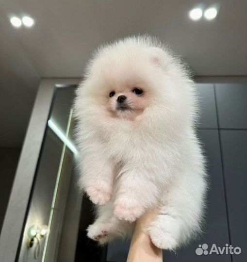 Померанский шпиц