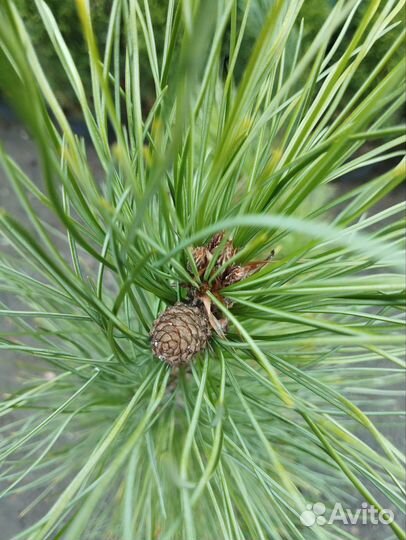 Кедр привитый, 3-6 лет