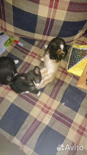 Котята в добрые руки бесплатно