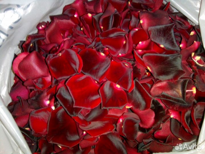 Свежие лепестки роз Букеты из роз