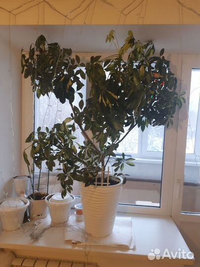 Комнатные цветы шефлера