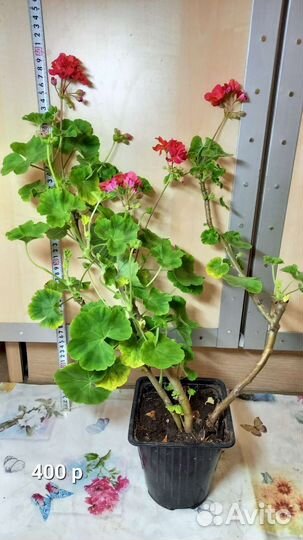 Пеларгония герань махровая цветущая
