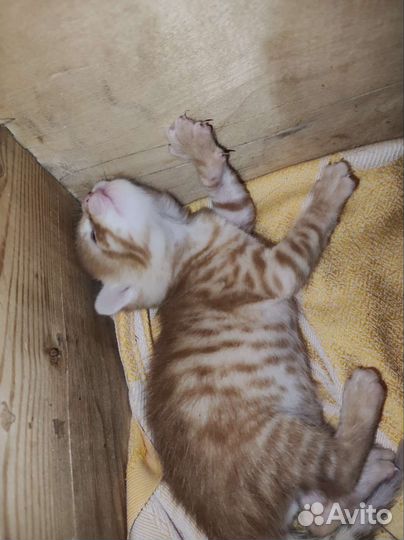 Котята ищут дом