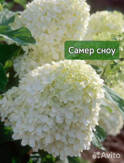 Гортензия Диамантино Пинкачу Пандора Полестар