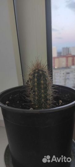 Кактусы и суккуленты