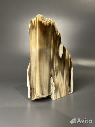 Окаменелое дерево