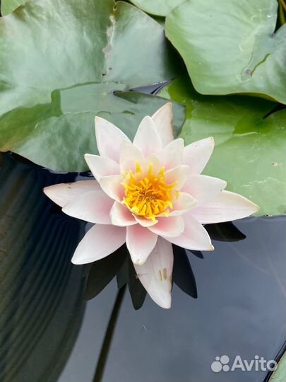 Кувшинки в горшках