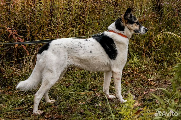 Душевная, спокойная собака ищет дом