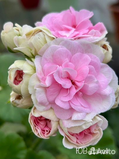 Пеларгония юв Даная