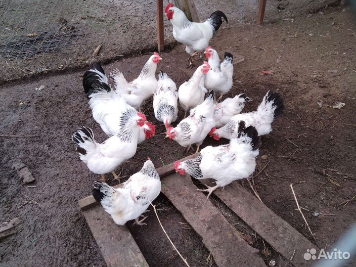 Петушки Адлерские