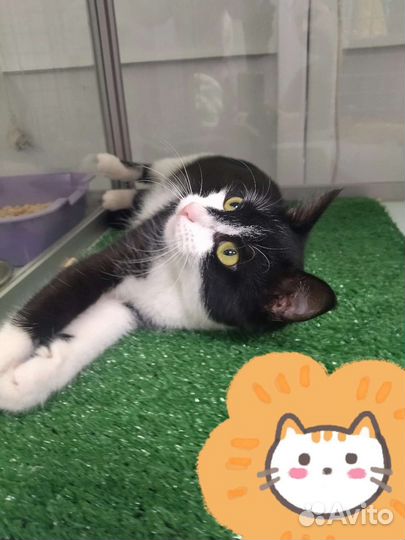 Кошка бесплатно