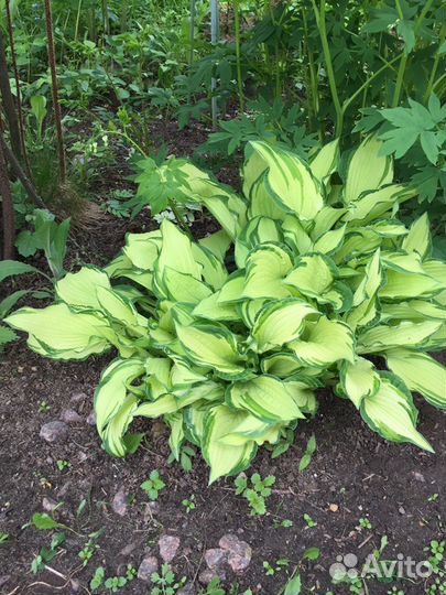 Хоста более 15 видов