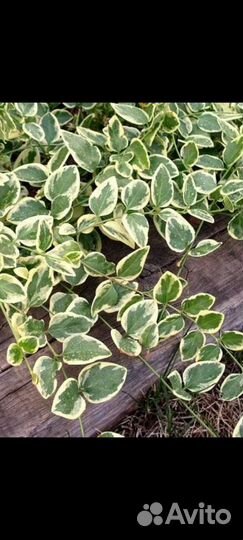 Барвинок вариегатный