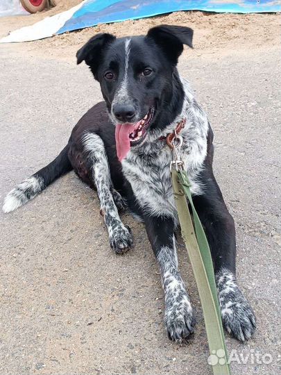 Собаку сбила машина, но он начал ходить заново