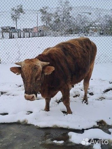 Продажа крс