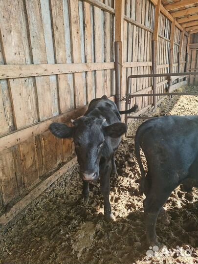 Телка 7 месяцев