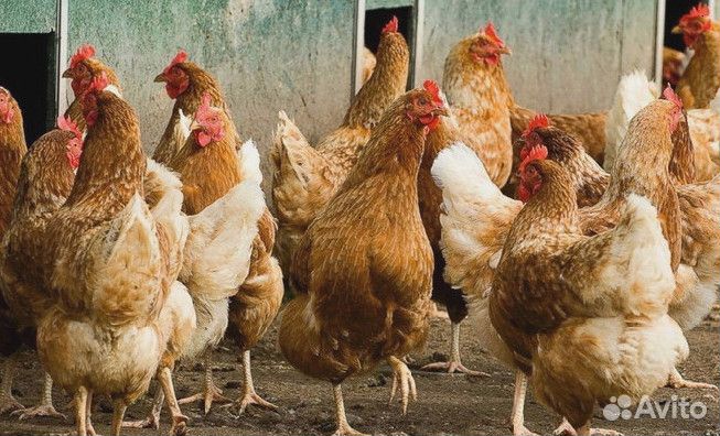 Куры несушки Белые