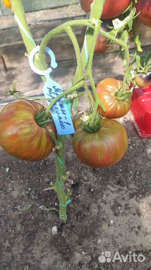 Семена коллекционных сортов томатов