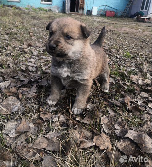 Отдам щенков в добрые руки бесплатно