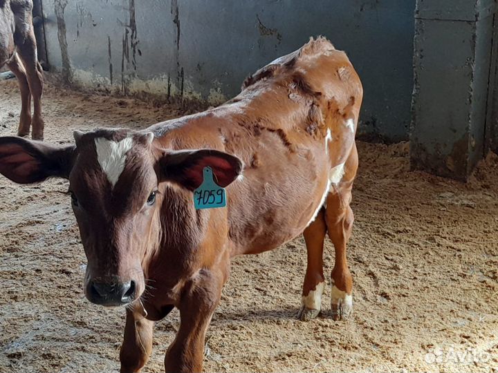 Бычки и телята
