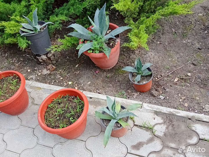 Голубая агава