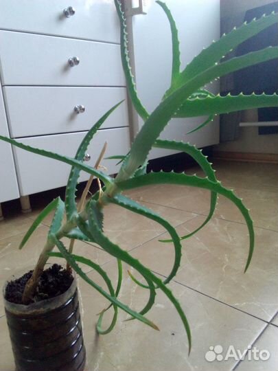 Алоэ Лечебный