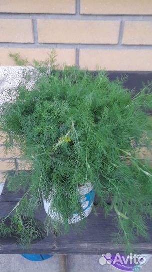 Укроп, зелень