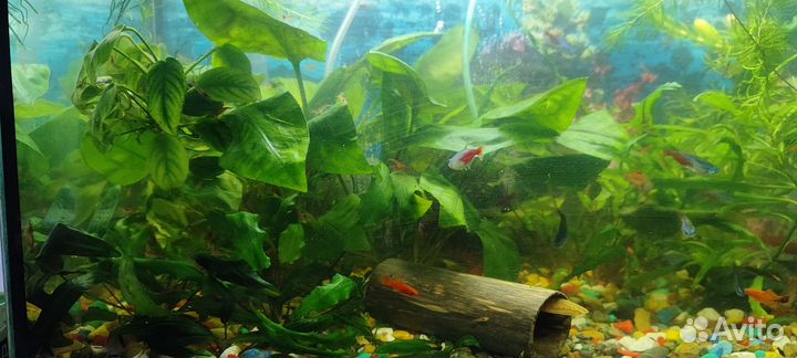 Аквариум с рыбками и растениями